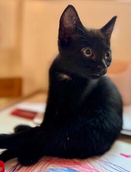 Britischkurzhaar Mix Kitten 🐱 - Fuldabrück