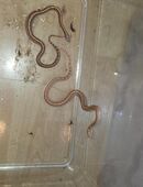 Kornnatter babys in 27257