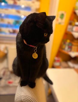 Baby Katze - Krefeld