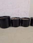 Schöne Keramikübertöpfe in 81549