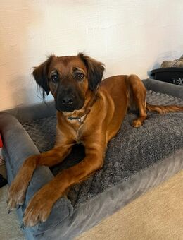 Liebe 9m.alte Rhodesian ridgeback Mischlingshündin - Dillingen (Donau)