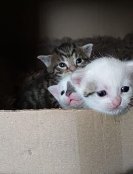Kitten, Katzenbabys - Eisleben (Lutherstadt)