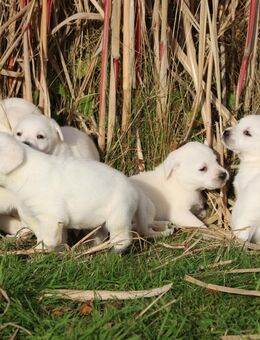 schneeweiße Labrador Welpen mit Ahnentafel - Marlow Zentrum