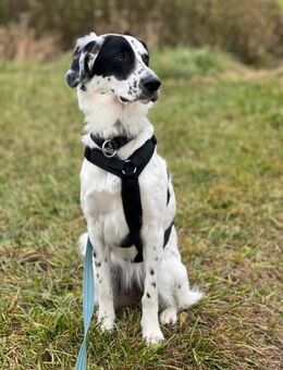 Zuhause gesucht: POLDA (w) in 83083 - Büdingen