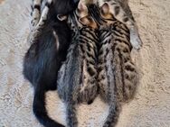 12 Wochen alte Bengal Mix Kätzchen weiblich - Freiburg (Breisgau)