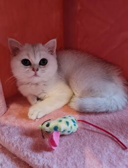Reinrassige bkh silver shaded/point Kitten abgabebereit - Grevenbroich