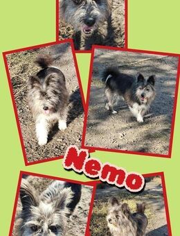 kleiner Hundejunge Nemo sucht so lange - Nürnberg