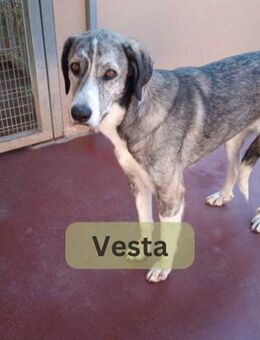 VESTA, w., Mischling, ca. 70 cm - Sipplingen