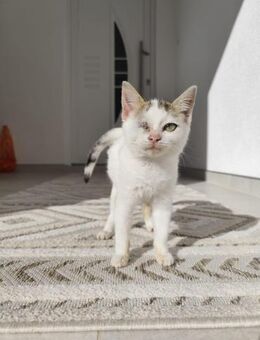 Kämpferin 💕Xenia💕sucht ihre Menschen - Freilassing