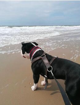 American Bully sucht - Beckingen