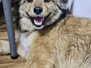 SUNNY - Gnadenbrotplatz gesucht - Weilheim (Oberbayern)