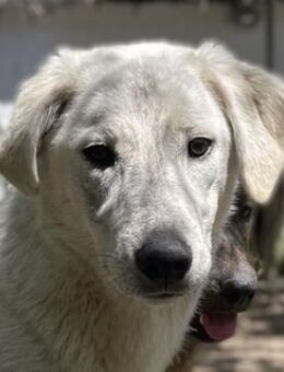 Insa, geb. ca. 12/2021, GRIECHENLAND - Markdorf