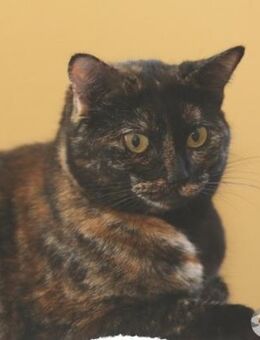 Cristal aussergewöhnliche Schildpatt - Untergruppenbach