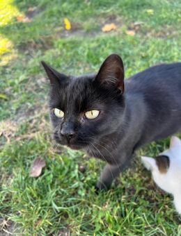 sanfte Seele Cleo sucht DICH! - Walluf