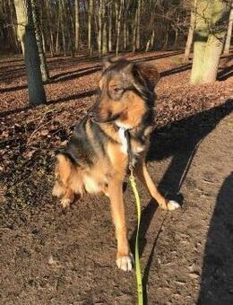 -Golden Ager- KALLE (HSH) - Bamberg