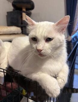 Lumiere 🐾 bringt Licht in dein Leben - Kirchheim (München)