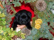 Labrador Welpen mit FCI Papiere VDH Zucht - Neukirchen (Pleiße)