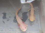 Axolotl - Wermelskirchen