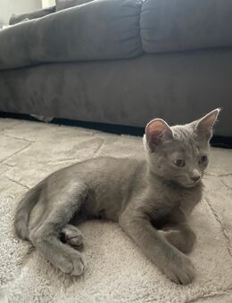 Babykatzen abzugeben - Kuhardt