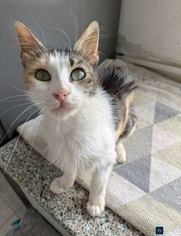 Arianna - der Floh, der Menschen liebt - Kirchheim (München)