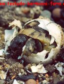 Italienische Landschildkröten Testudo hermanni hermanni Nachzuchten mit Papieren u. Fotodokumentation in 59174