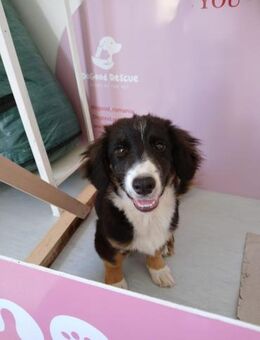 🆘 Junghund Coop🆘 Notfall - Eislingen (Fils)