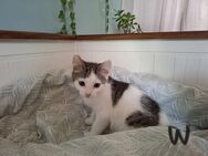 Mix Kitten - Hamm