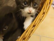 Hauskatzen Kitten suchen ein neues Zuhause - Mittenwalde Zentrum