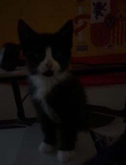 Drei Monate Katzen Kater sucht ein neues für immer zur Hase - Witten