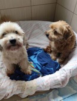 ZORO und AJKO - alles geht nur zusammen - Overath