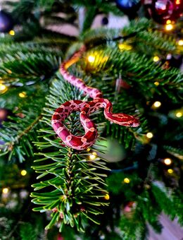 Kornnatternachwuchs - Harzgerode