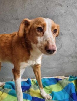 Freundliche Carrica - Eichenzell