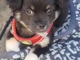Chihuahua Mix in 22589