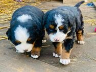 Berner Sennenhunde suchen neues Zuhause - Süderholz