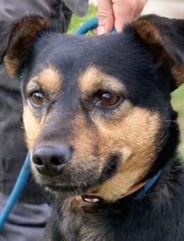 Kleine KAYLA sucht Zuhause - Gefrees