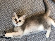 Reinrassige BKH Kitten suchen ihre Menschen - Siegen (Universitätsstadt) Geisweid