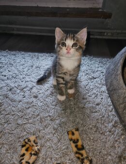 Baby Katze - Bad Kreuznach