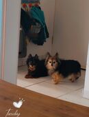 Lang Haar Chihuahua in 47625