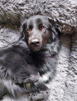 Bodhi braucht eine Veränderung❤️🐶 - München