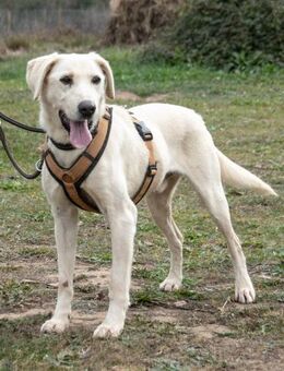 Browny, ein aktiver Senior - Brunstorf