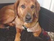 ❤️ wundervoller Familienhund ZUCO ❤️ - Mamming