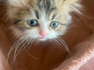 Main-Coon-Mix Kitten 12 Wochen alt. abgabebereit - Freigericht