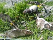 junge Farbmäuse bunte Mäuse Maus - Neustadt (Sachsen) Hohwald