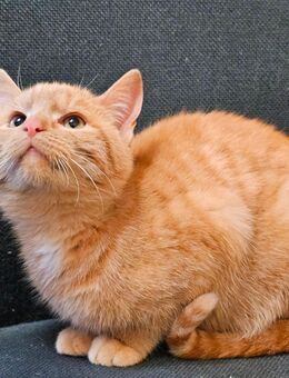 Kätzchen 6 Monate alt ♥️ - Iphofen