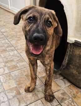 Pietro wartet im städtischen Canile - Bad Vilbel
