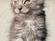 Reinrassige Maine Coon Kitten - Bad Pyrmont