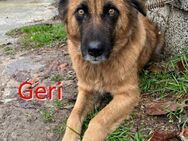 GERI ❤ sucht Zuhause oder Pflegestelle - Langenhagen