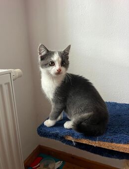 Süße kleine Katze - Salgen
