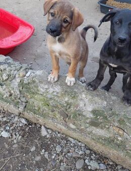Uschi sucht eine Familie - Celle
