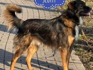 Scotty sucht naturverbundene Menschen - Flörsheim-Dalsheim